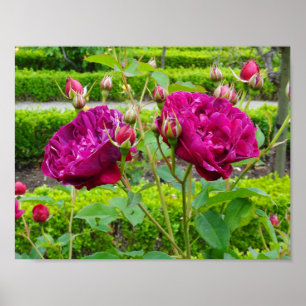 Darcey Bussell Rose #3 Poster