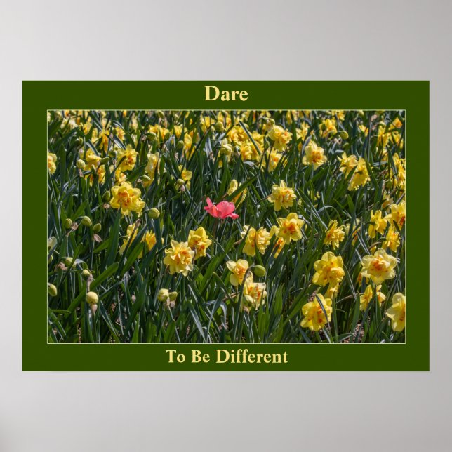 Dare To Be Different Daffodils   Poster (Front)