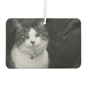 Dare to Look Into My Green Eyes Car Air Freshener