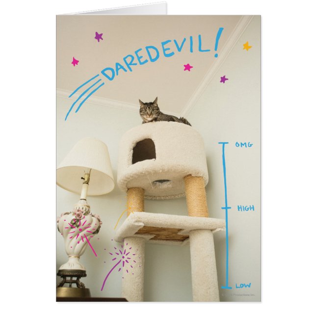 Daredevil Cat (Front)