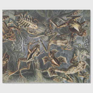 Dark Academia Haeckel Vintage Frog Nature Print Wrapping Paper