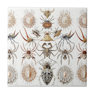 Dark Academia Haeckel Vintage Spider Symmetry Art Tile
