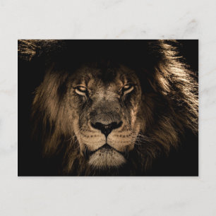 Dark African Lion Wildlife Wild Animal Postcard