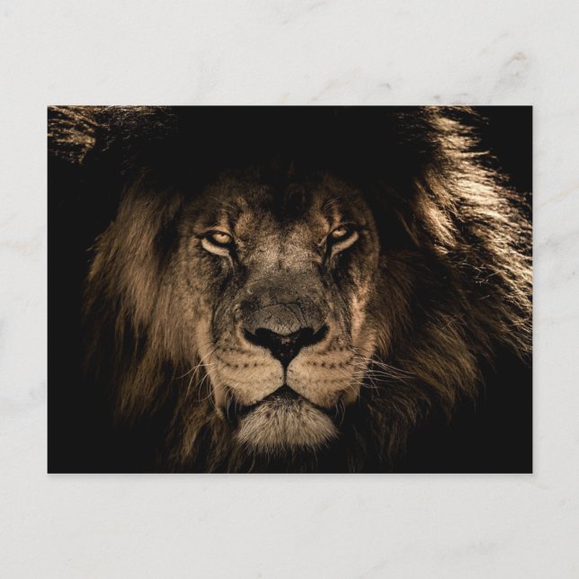 Dark African Lion Wildlife Wild Animal Postcard (Front)