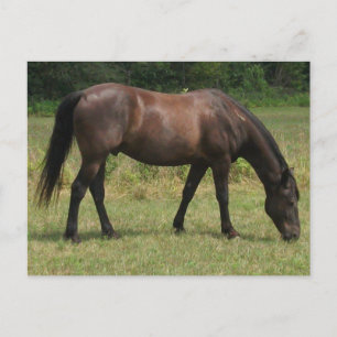 Dark Bay Horse Grazing in Grassy Field Postcard