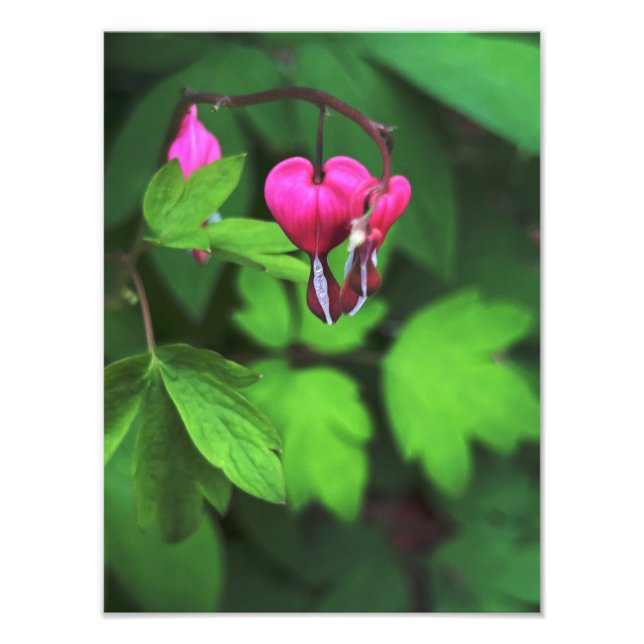 Dark Bleeding Heart Flower  Photo Print (Front)