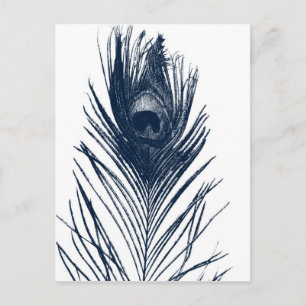Dark Blue Peacock Feather Postcard