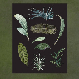 Dark botanical plant leaves on black poster
