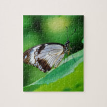 Dark Brown and Grey Butterfly