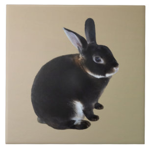 Dark Brown and White Mini Rex Rabbit Tile