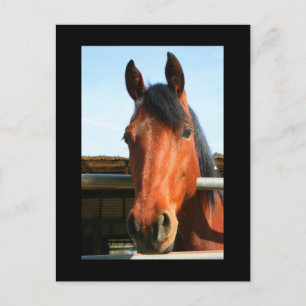 Dark Brown Horse Postcard