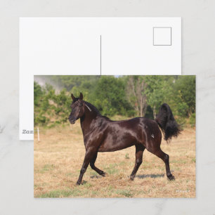 Dark Brown Spanish Mustang Mare Walking Postcard