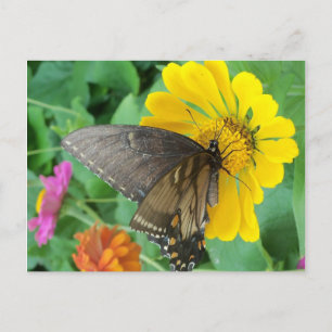 Dark Butterfly 2 Postcard