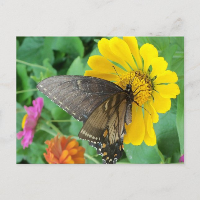 Dark Butterfly 2 Postcard (Front)