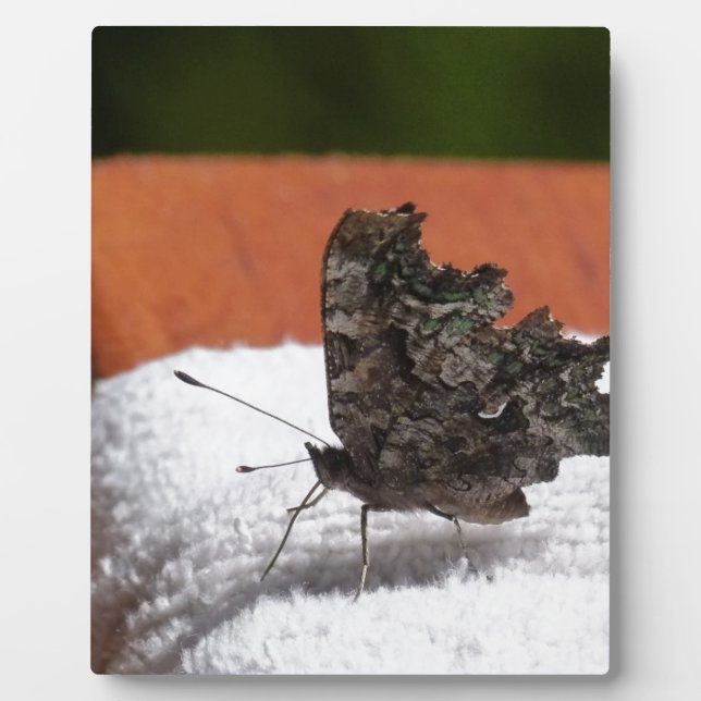 Dark Camouflage Butterfly Plaque (Front)