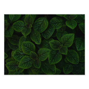 Dark Emerald Green Textured Leaves Pattern Photo Print