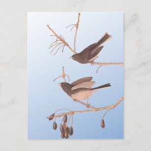 Dark-Eyed Junco Audubon Snow Birds on Bare Branch Postcard