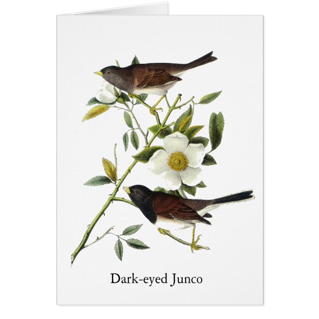 Dark-eyed Junco - John James Audubon (Front)