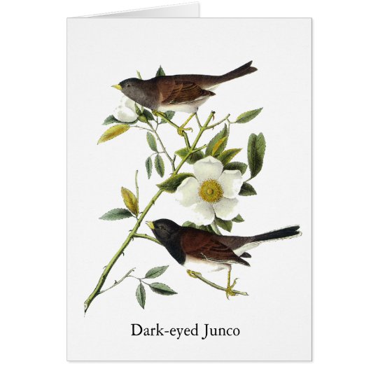 Dark-eyed Junco - John James Audubon Card
