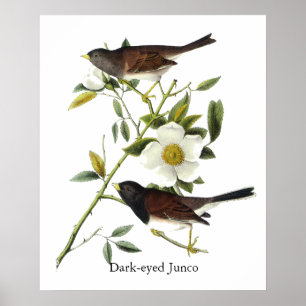 Dark-eyed Junco - John James Audubon Poster