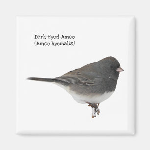 Dark-Eyed Junco Magnet