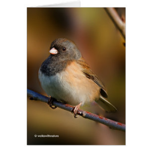 Dark-Eyed Junco on a Limb