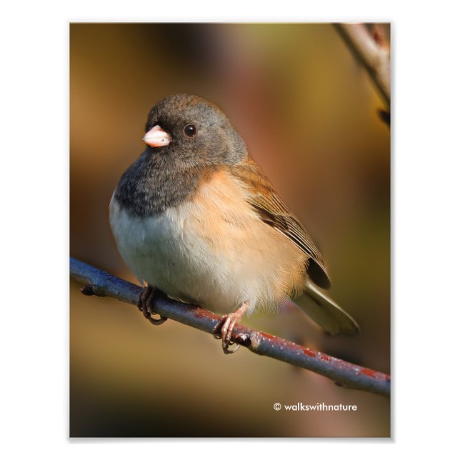 Dark-Eyed Junco on a Limb Photo Print (Front)