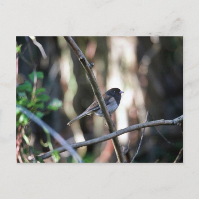 Dark-eyed junco on branch postcard (Front)