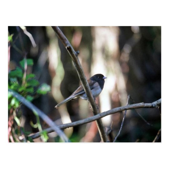 Dark-eyed junco on branch postcard