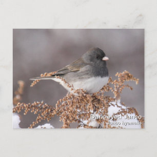 Dark-eyed Junco Postcard