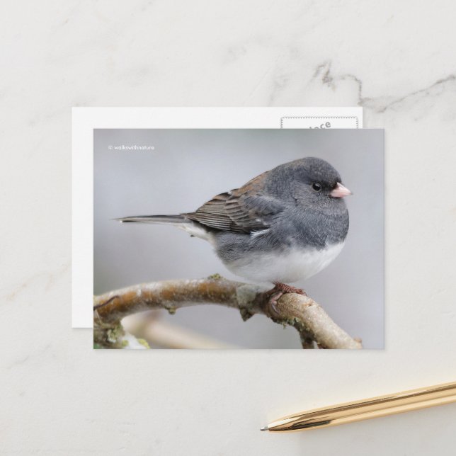 Dark-Eyed Junco Sparrow Songbird ion Tree Postcard (Front/Back In Situ)