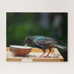 Dark Feathered Bird Eating Coconut Jigsaw Puzzle