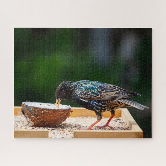 Dark Feathered Bird Eating Coconut Jigsaw Puzzle (Horizontal)