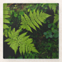 Dark forest ferns, moody green aesthetic