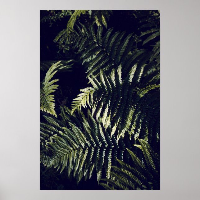 Dark Green Fern Leaves Botanic Poster (Front)