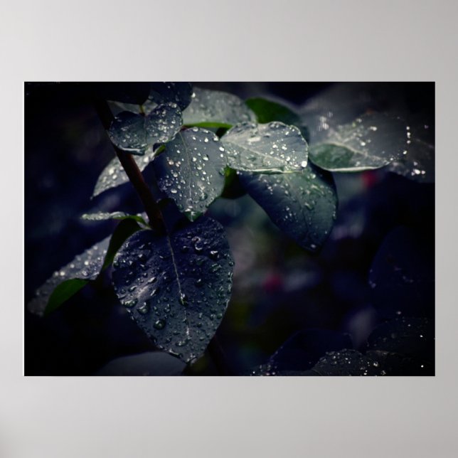 Dark Green Leaves and Raindrops Poster (Front)