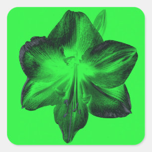 Dark Green on Light Green Amaryllis Square Sticker