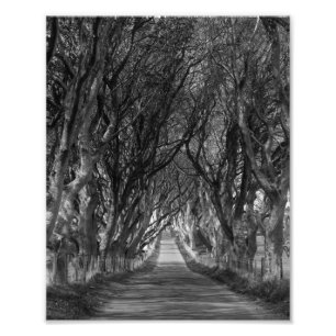 dark hedges distance photo print