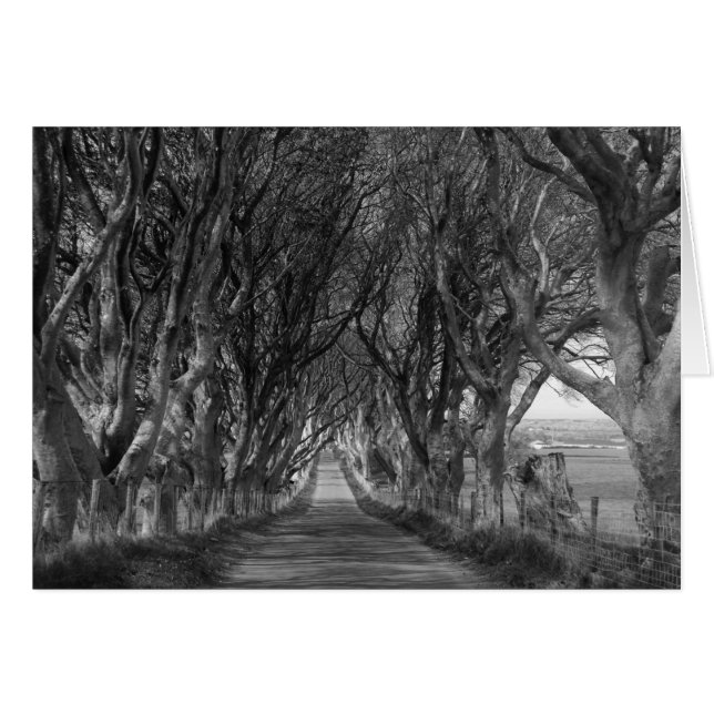 Dark Hedges in Black and White (Front Horizontal)