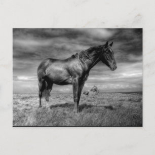 Dark Horse Postcard