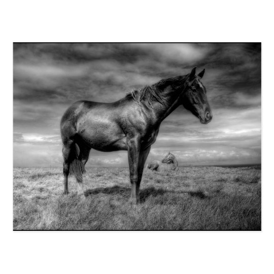 Dark Horse Postcard