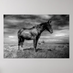 Dark Horse Poster