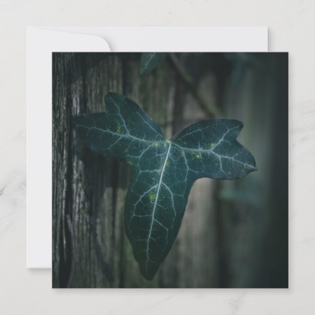 Dark Ivy Leaf Nature Photo Card (Front)