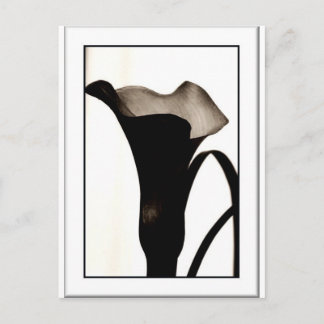 Dark Lily Postcard