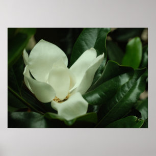 Dark Magnolia Canvas Print