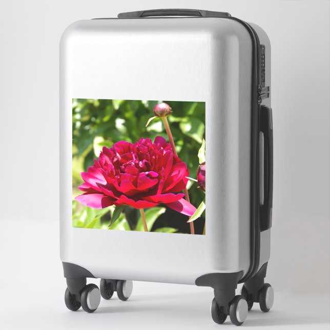 Dark Maroon velvet peonies (Suitcase)
