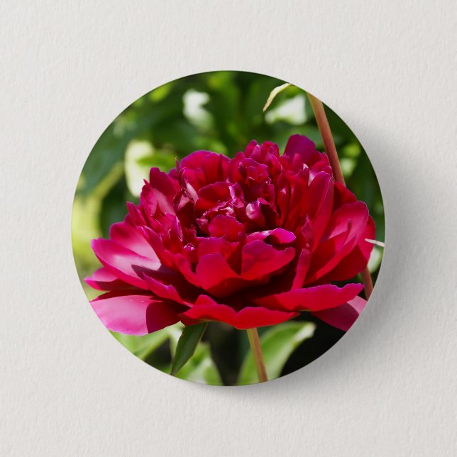 Dark Maroon velvet peonies 6 Cm Round Badge (Front)