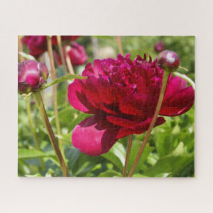 Dark Maroon velvet peonies Jigsaw Puzzle