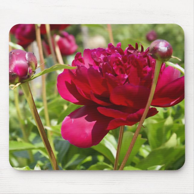 Dark Maroon velvet peonies Mouse Mat (Front)