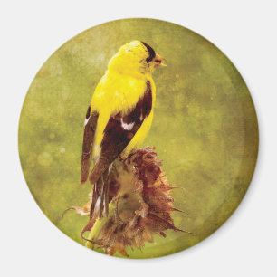 Dark Moody Goldfinch Bird Art Magnet